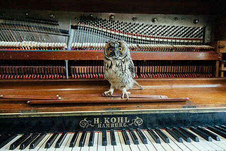 Ушастая сова Зюзя во время осмотра старого пианино